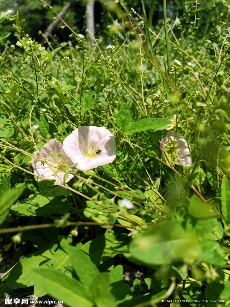 水粉色地牵牛花旋花鼓子打碗花