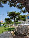 公园迎客松风景