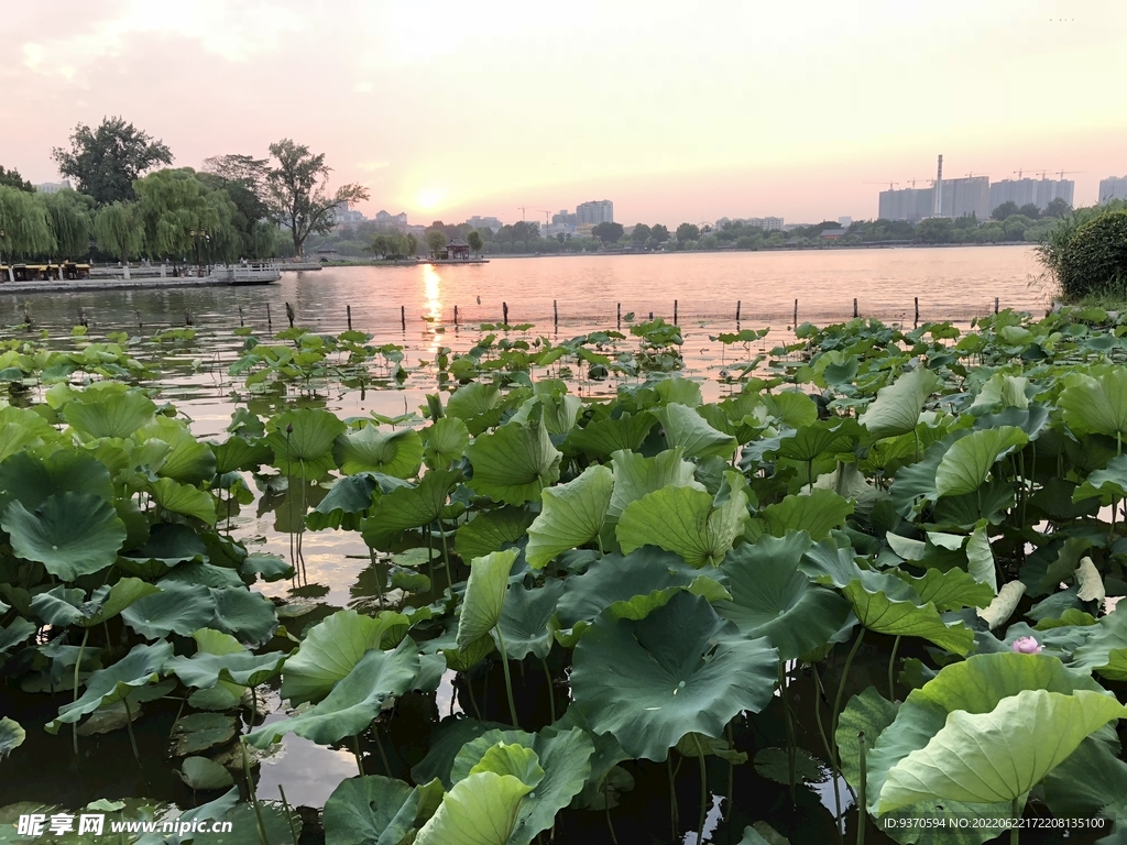 荷叶夕阳