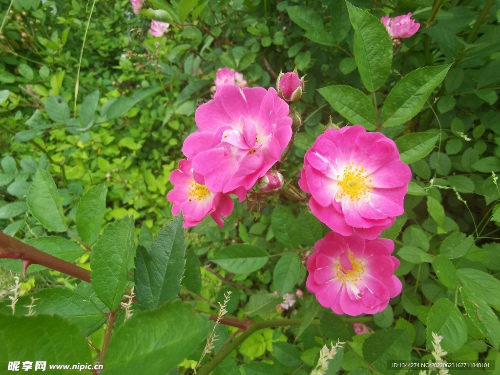 杜鹃花 