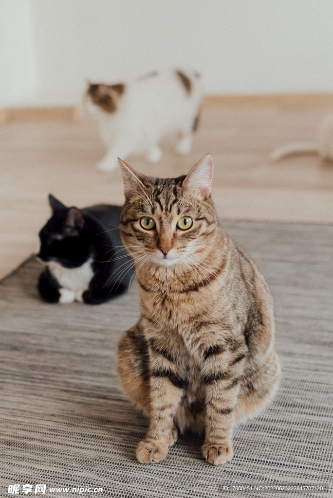 猫