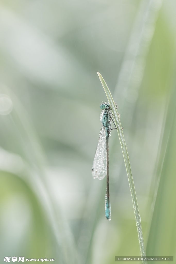 蜻蜓