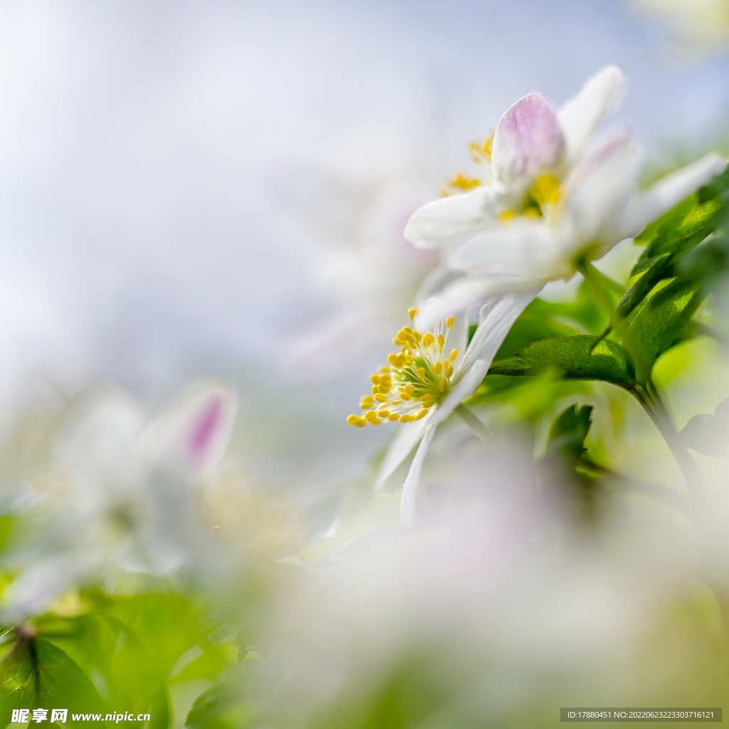 鹅掌草