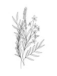 线稿花朵