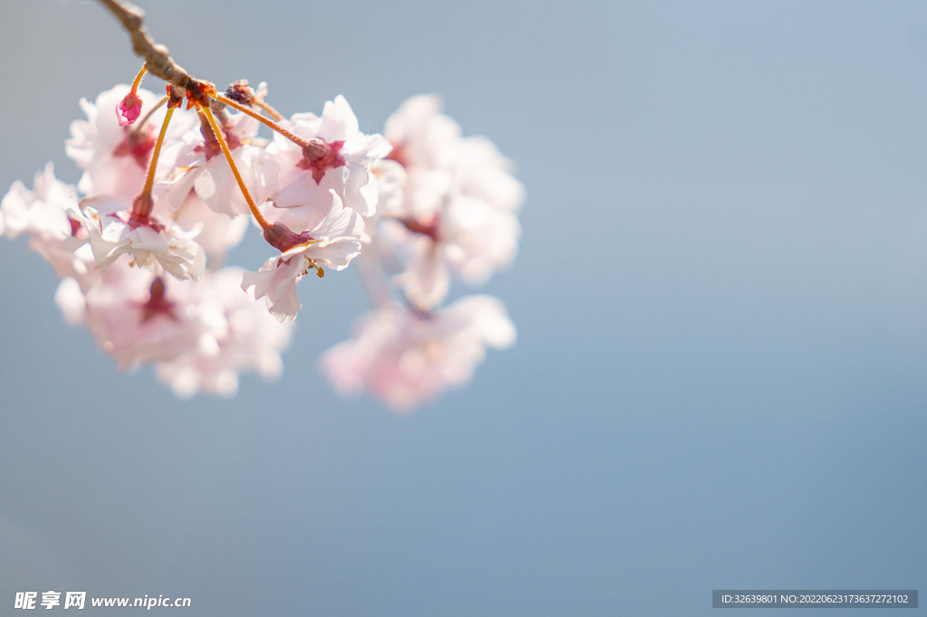 樱花