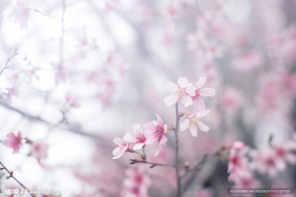 粉红色花朵