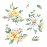 花朵水彩插画