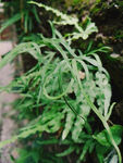 小草