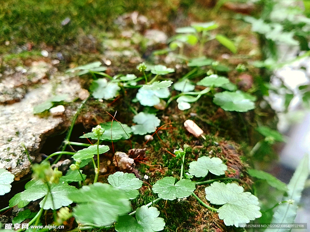 小草