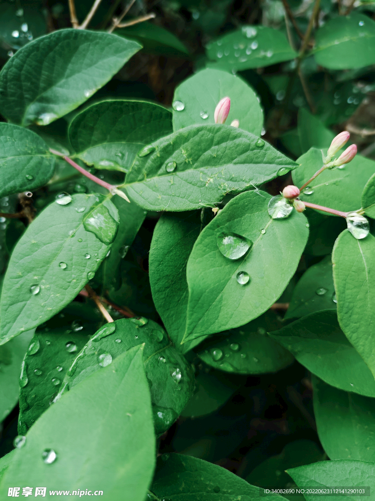 雨中的红色忍冬绿叶和花苞