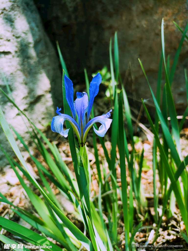 马兰花 马莲 小 蓝色 紫色