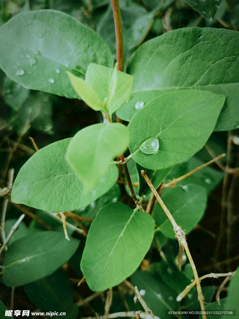 雨后杂草中的小树苗