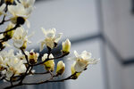 白玉兰花
