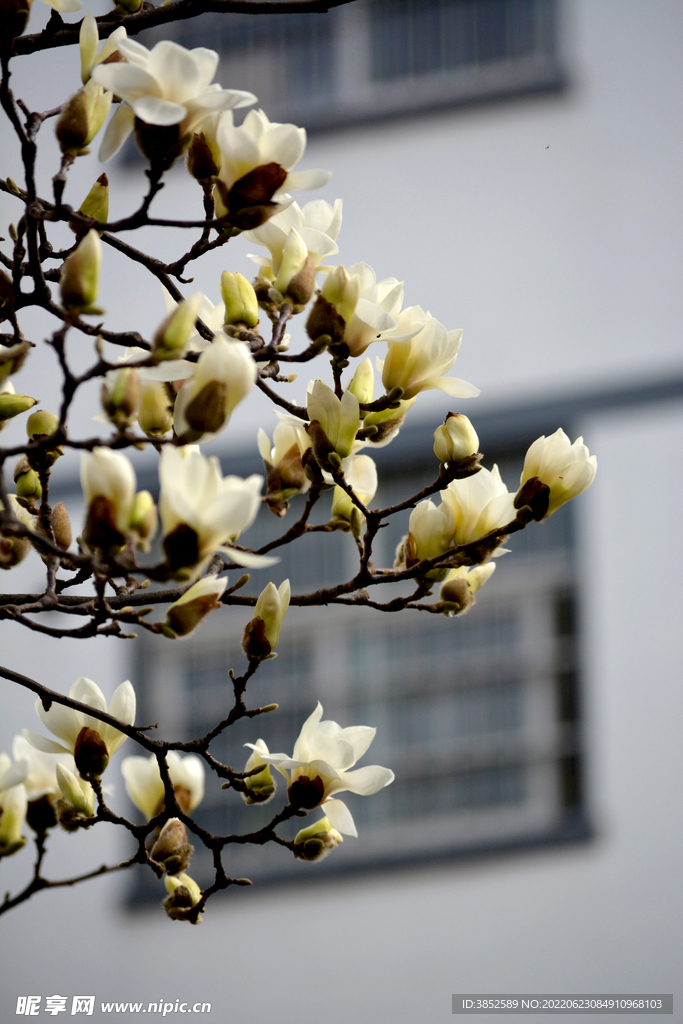 玉兰花树