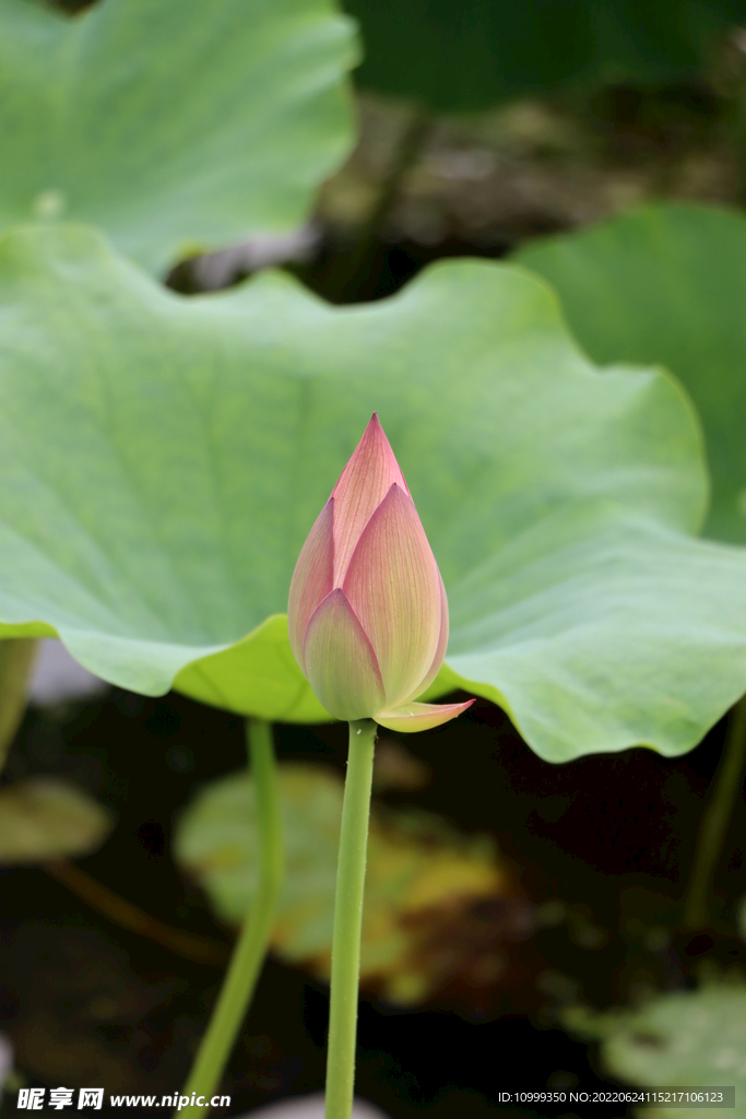 荷花花苞花蕾