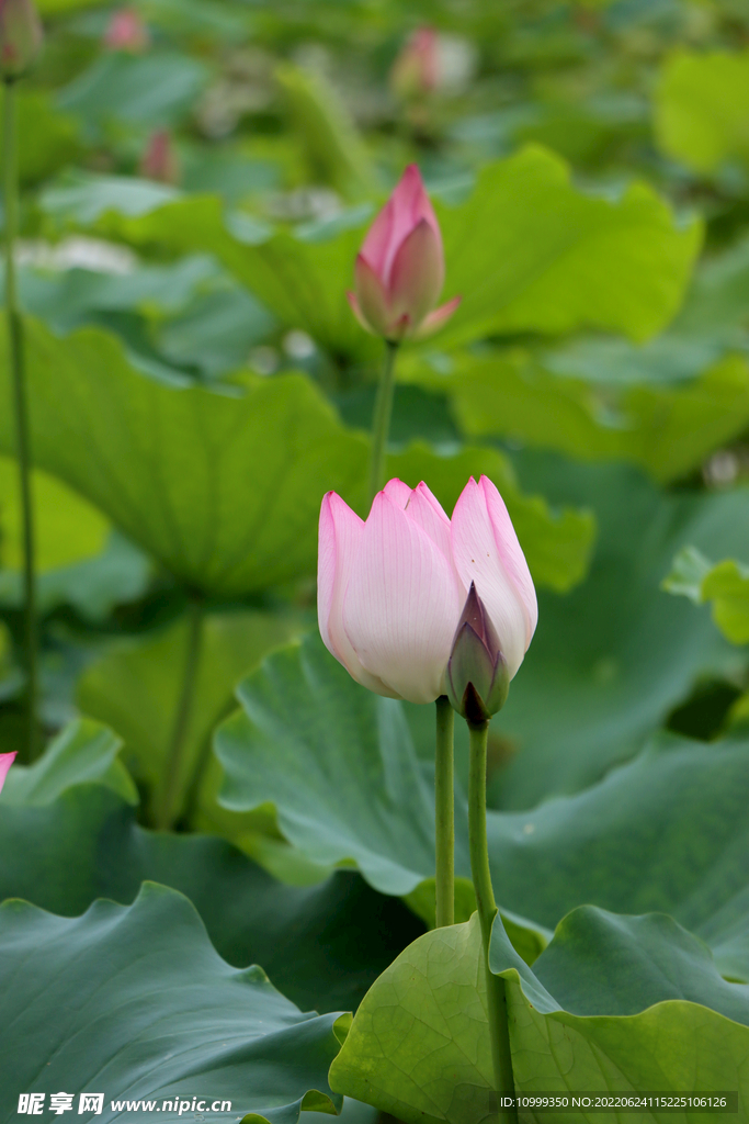 荷花花苞花蕾