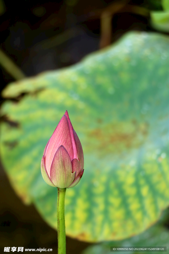 荷花花苞花蕾