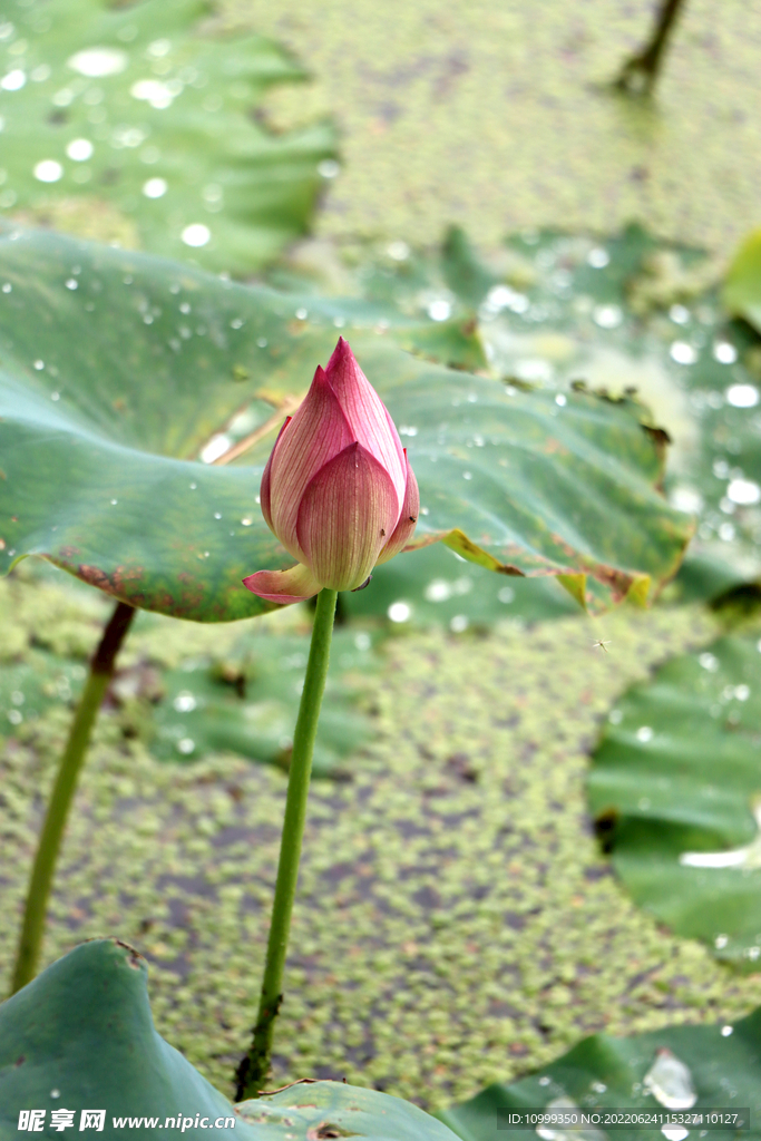 荷花花苞花蕾