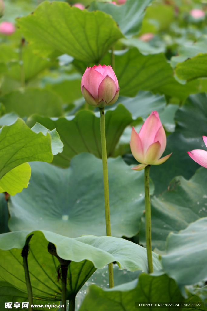 荷花花苞