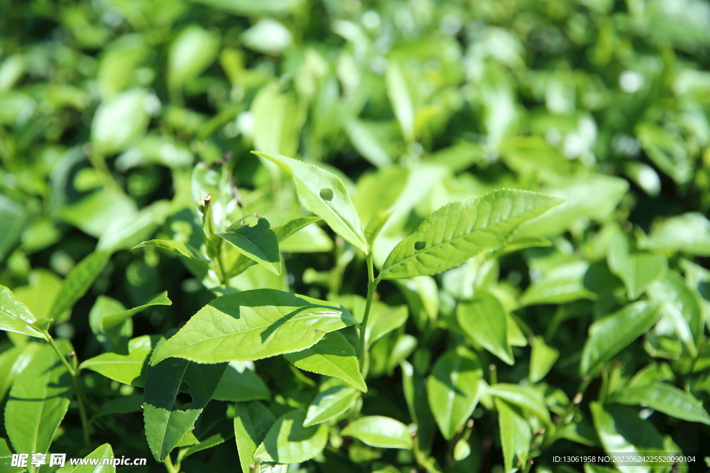 茶园 茶叶 绿茶 绿色 植物 