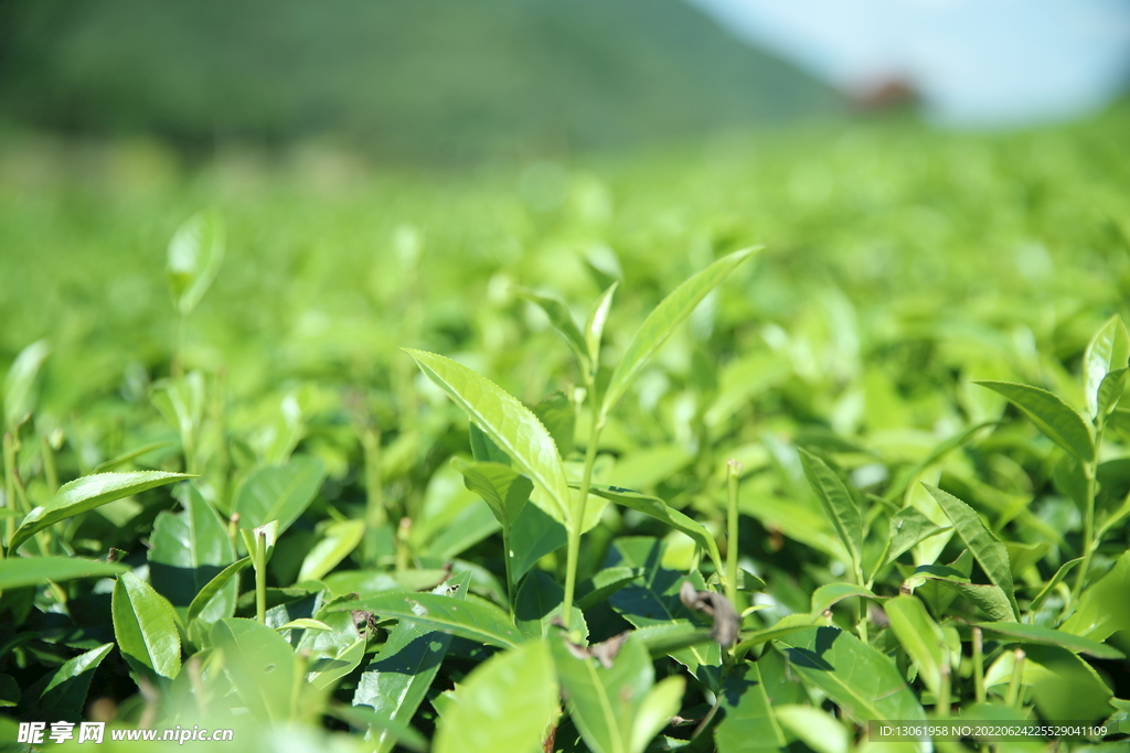 茶园 茶叶 绿茶 绿色 植物 