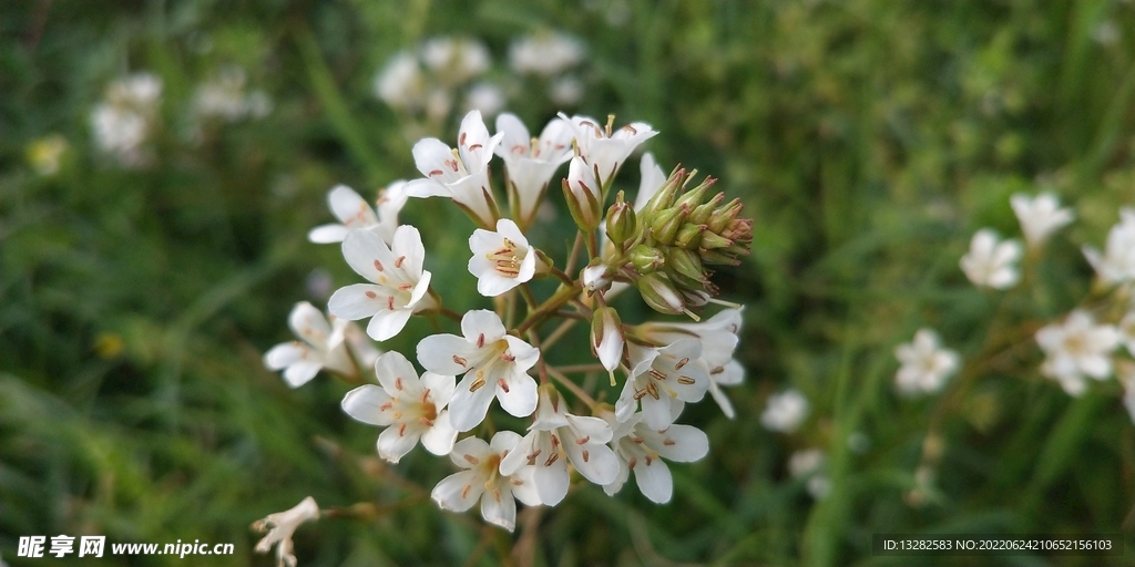 野外泽珍珠菜花