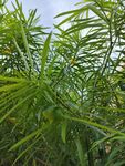 黄花夹竹桃