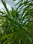 黄花夹竹桃果