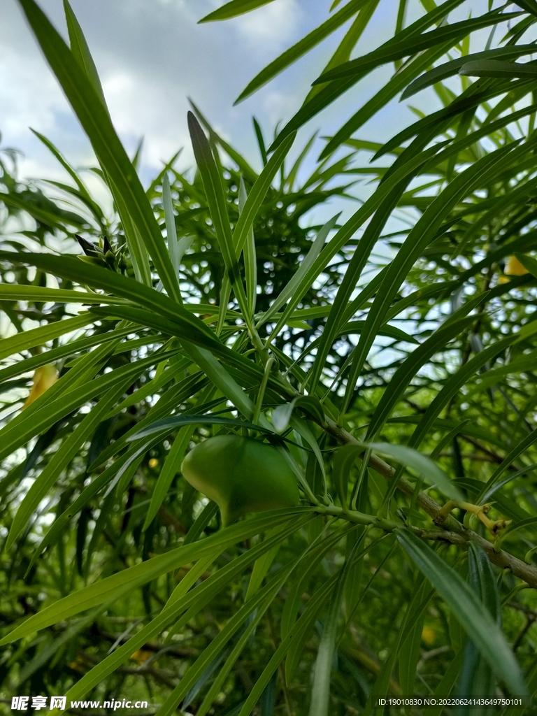 黄花夹竹桃果