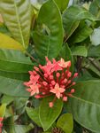 山茶花