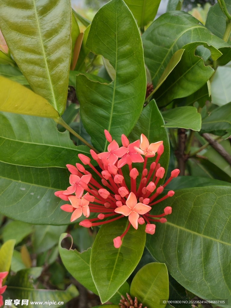 山茶花