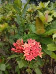 红色山茶花
