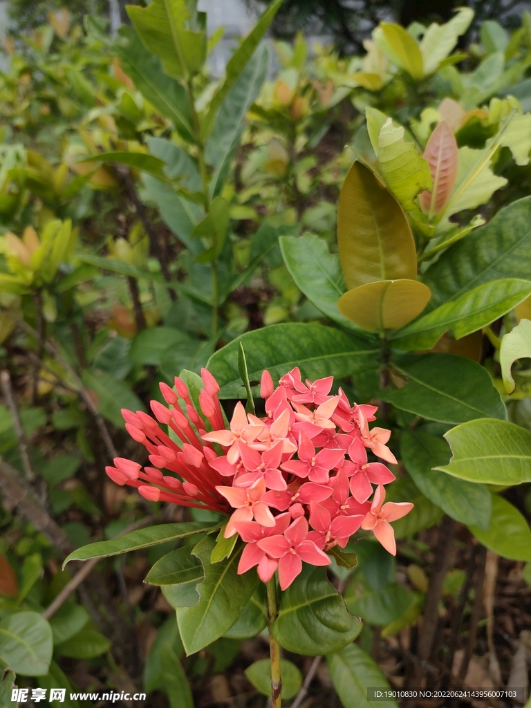 红色山茶花