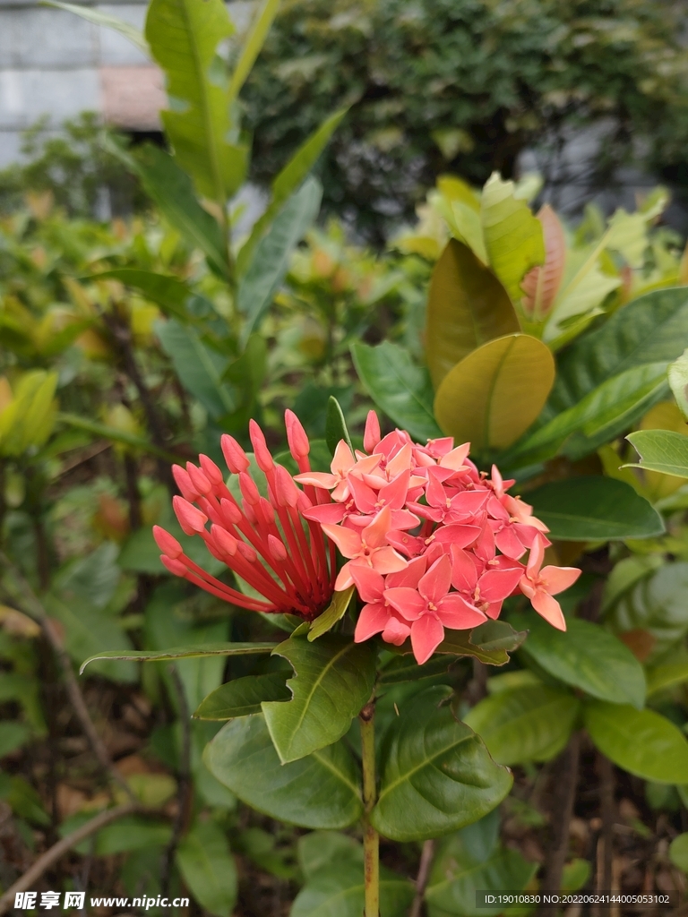 山茶花