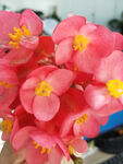 海堂花
