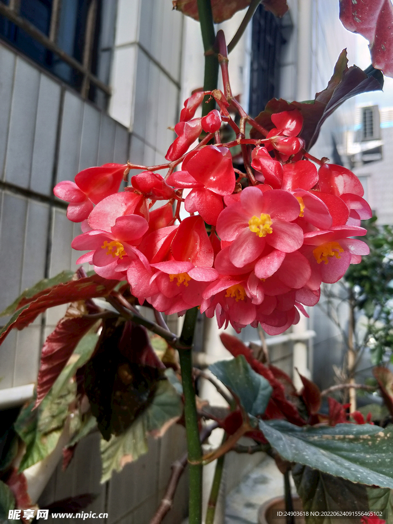 盛开的海棠花枝