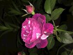 芬芳宝石