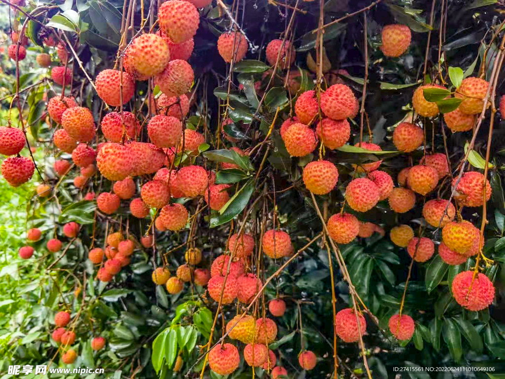 荔枝
