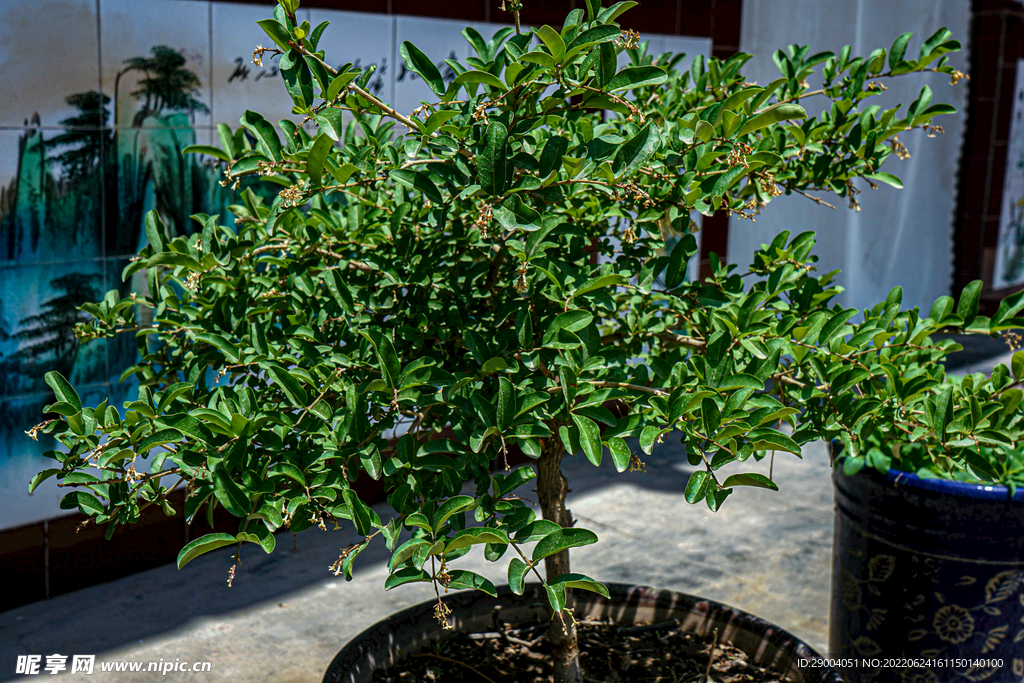 无花果  花卉  盆栽