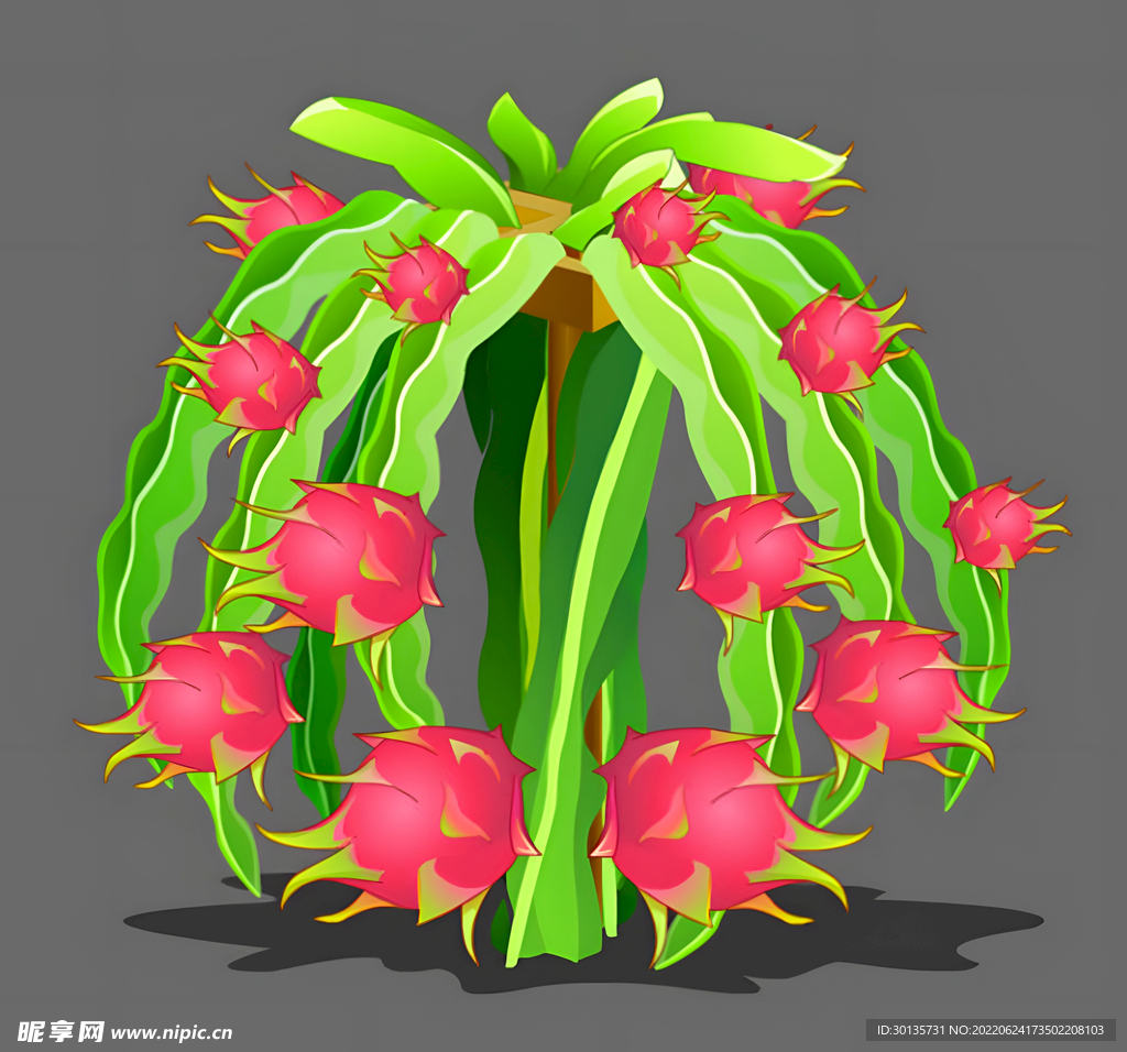 火龙果树