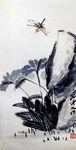 蜻蜓花卉