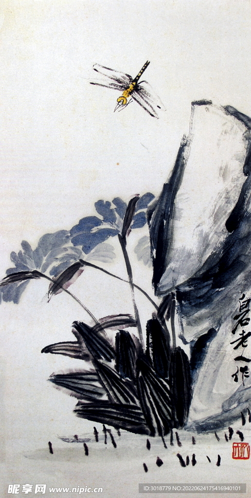 蜻蜓花卉