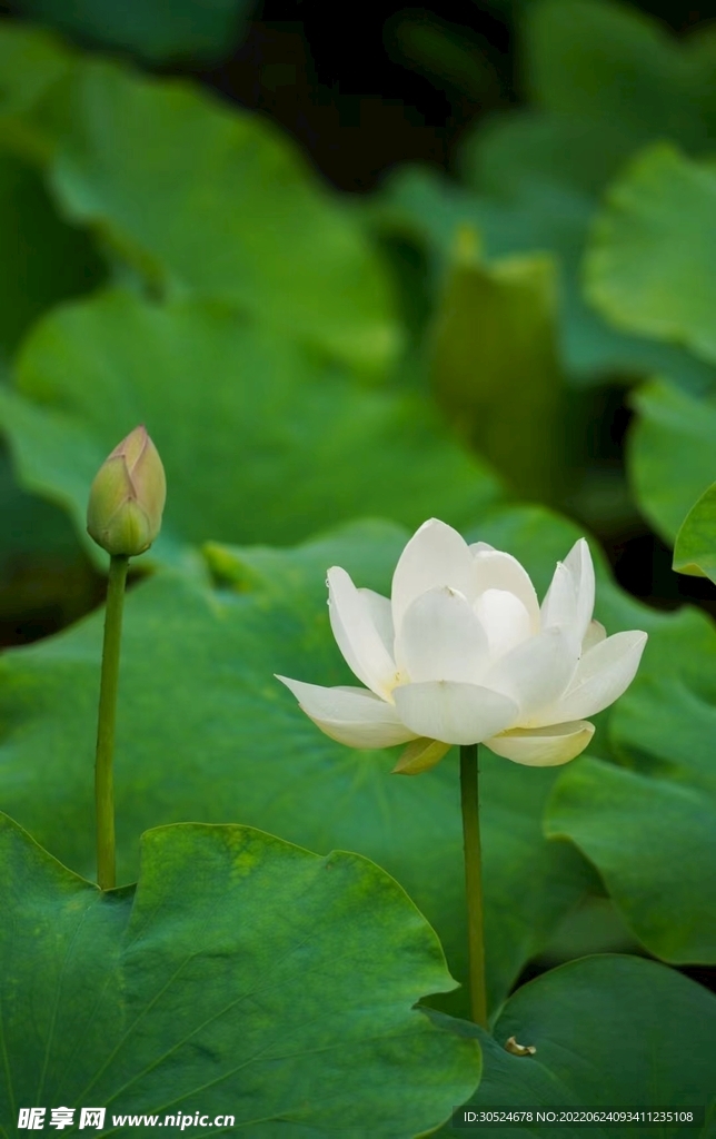 一朵荷花