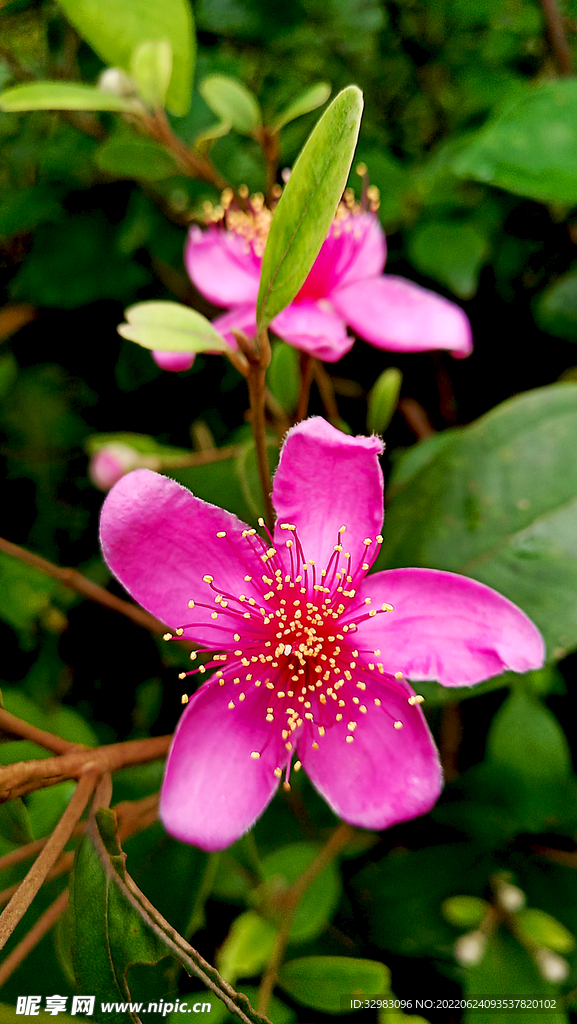 棯子花