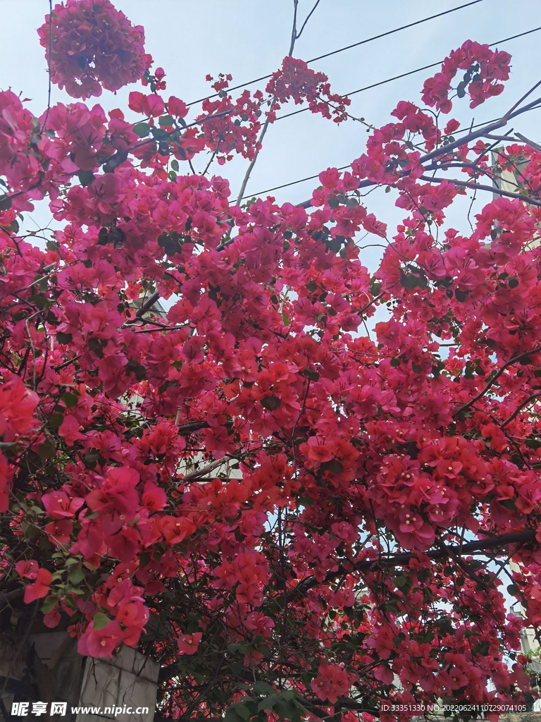红色夹竹桃花