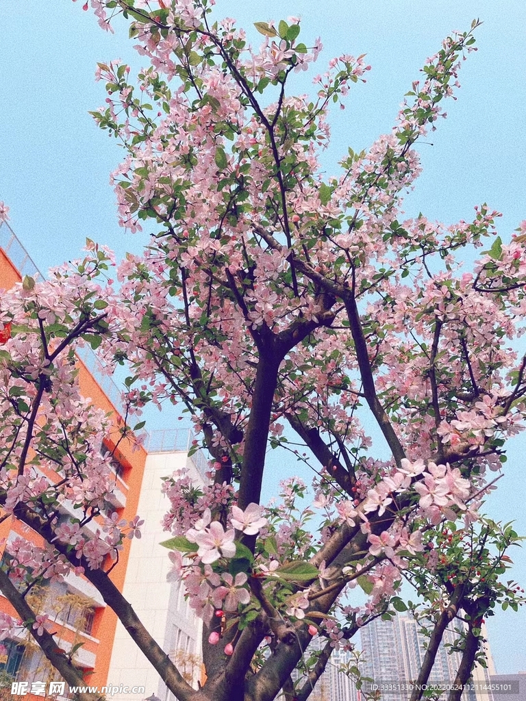 桃花 