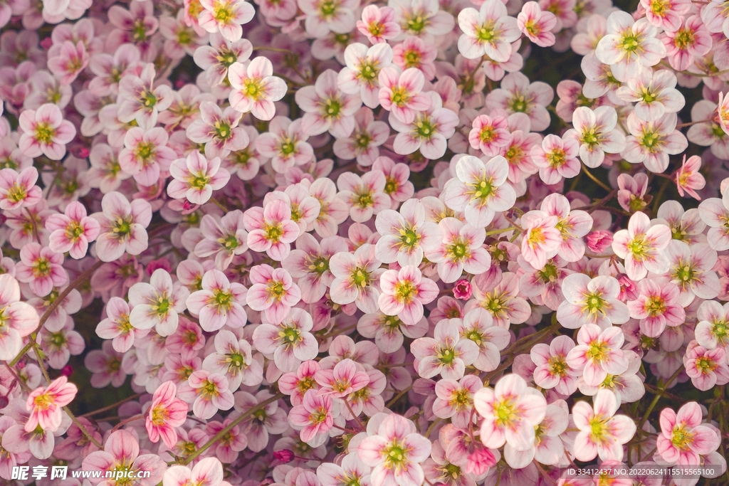 花