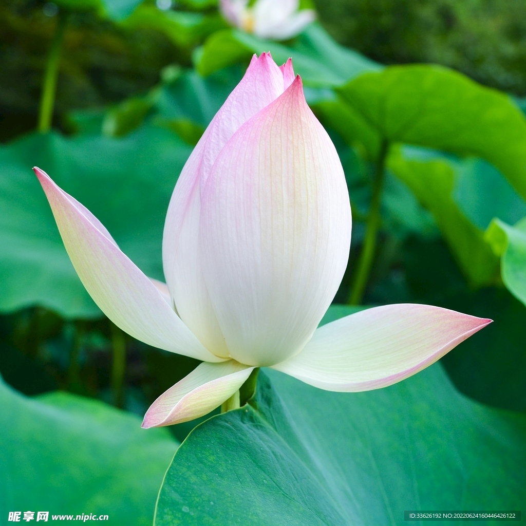 荷花  