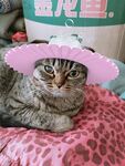 猫咪