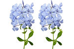 蓝紫色指甲花